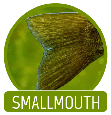 Smallmouth Bass Trips